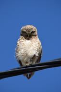 Cute, colorful and beautiful owl in sunlight, on the wire, under the blue sky