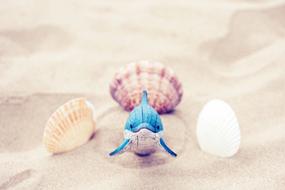 Beach Sand Ocean shells