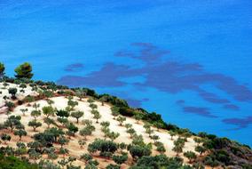Trees on coast blue Sea