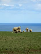 flock of sheep on a pasture in cornwall, England