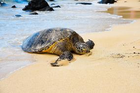 huge turtle on the wet sand on the coast