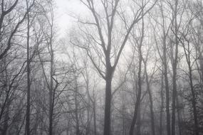 Beautiful landscape with the trees in fog, in the winter, at the dawn