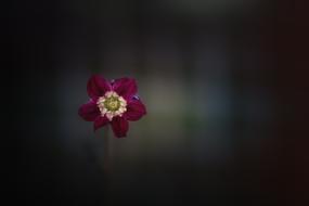 wine red Flower Blossom