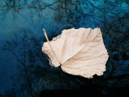 fallen leaf on water close up
