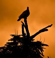 Dove Silhouette Peace