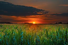 meadow with green grass against the backdrop of the setting sun