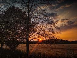 trees near the field against the backdrop of the setting sun