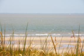 Grass at Beach North Sea