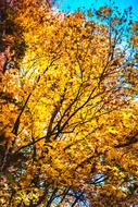 Autumn Orange Leaves