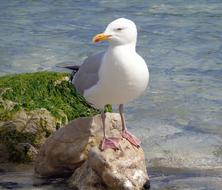 Seagull Bird Gull