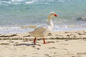 white goose on the beach