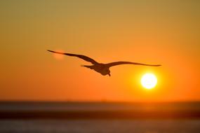 silhouette of a soaring seagull at sunset