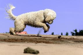 Golden Doodle Dog Play on beach