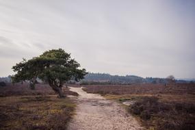 Nature Tree Landscape