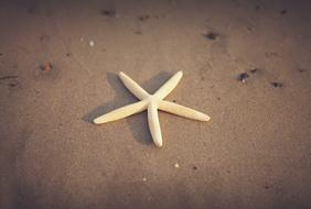 White starfish on wet sand