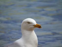 Seagull Bird near ocean