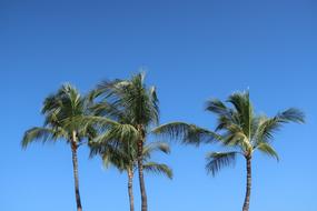 palm trees, blue sky in Hawaii