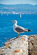 Seagull Bird Animal on sea