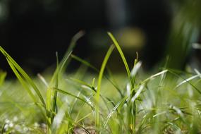 green Grass Flora Growth