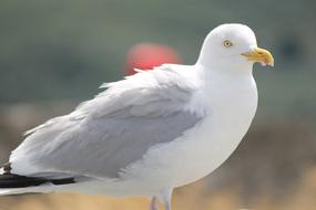 White Wings of Seagull