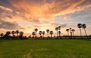 Beautiful landscape of the field, near the palm trees, in Viet Nam, at colorful and beautiful sunset with clouds