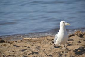 Seagull Bird on sand shore