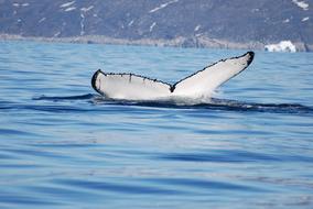 mammals in the sea off the coast of norway