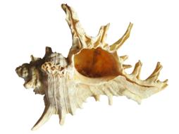 clipart of Shell Sea