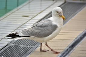 Seagull Bird Flying