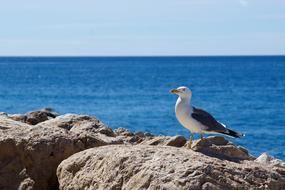 Cute, colorful and beautiful seagull on the rocks in sunlight, near the blue sea