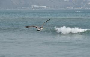 Bird Flying over sea Beach