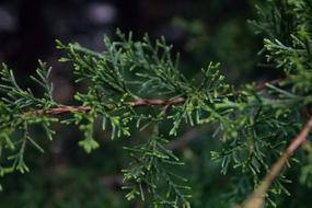 Tree Evergreen Plant close-up in blurred background