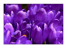 Crocus Flower Spring