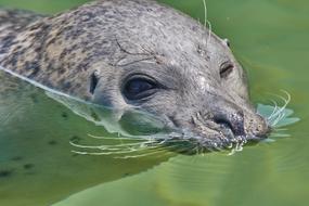 Robbe Sea Mammal