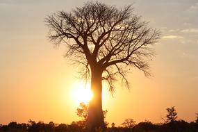 Africa Tree Baobab at sunset