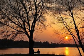 Tree Landscape Dawn