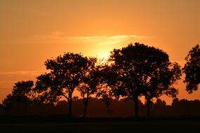 trees against orange sky in rheiderland, Germany