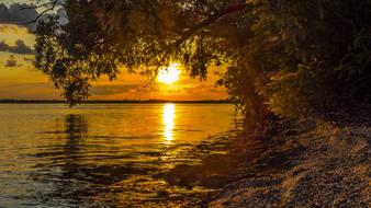 Water Nature Tree