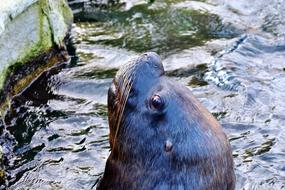 Cute and beautiful seal looking out of the water, near the stones