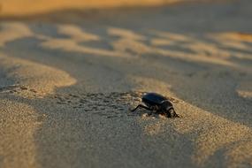 black beetle on a sandy beach
