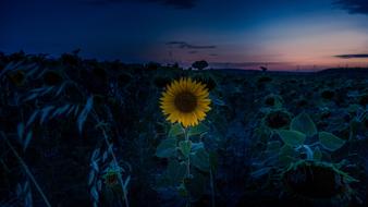 Sunset Sunflower Field