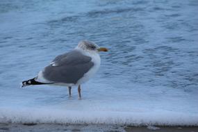 seagull in the waters of the surf close-up