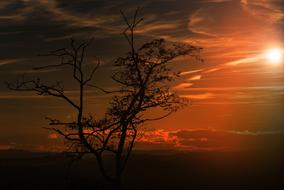 black tree silhouette in colorful twilight