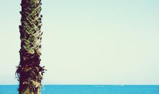 Beautiful and colorful palm tree in sunlight, near the blue water with boats