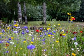 wildflowers in a meadow in france