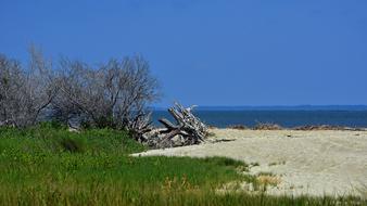 driftwood on Beach at Blue sky