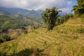 Landscape of Tree Nature hill
