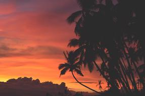 silhouette of palm trees on the beach near the sea at sunset time