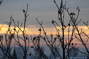 Sunset Horizon Branches