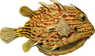 animal art forms in nature fish